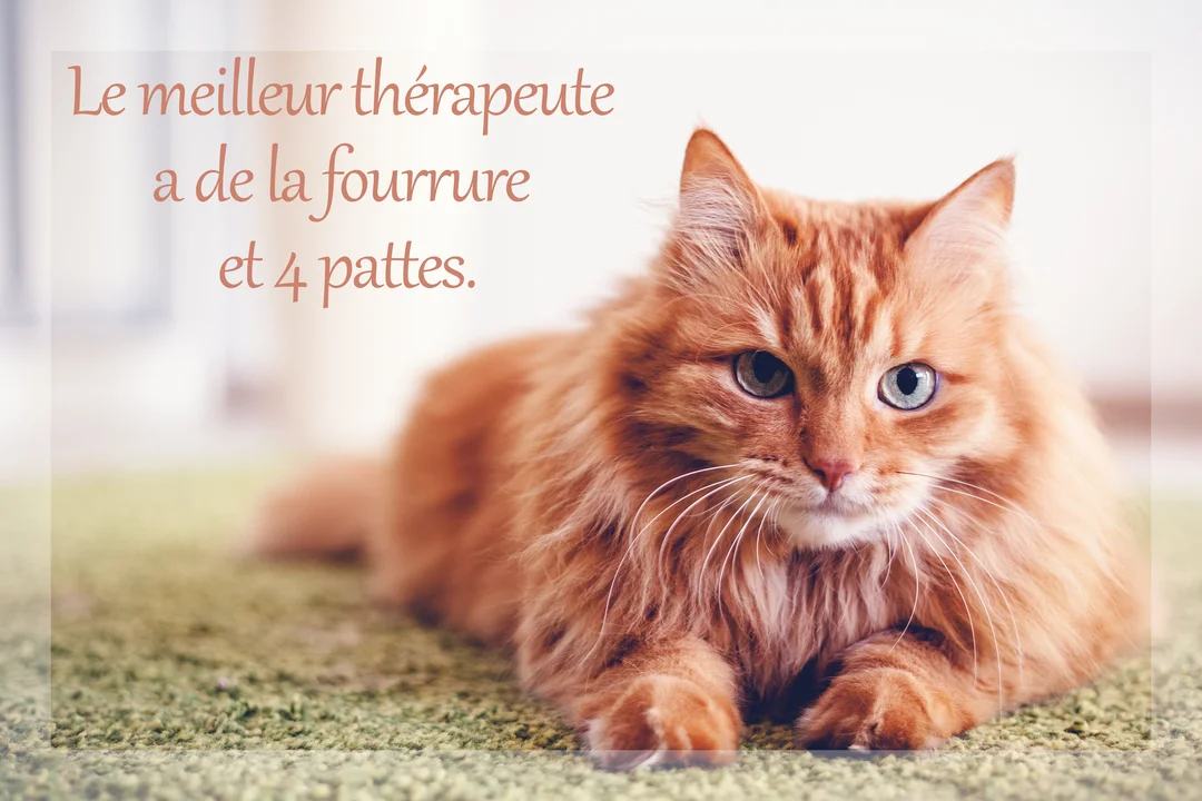 Un chat roux à poil long et aux yeux clairs est couché sur un tapis vert, regardant fixement l'objectif avec une expression calme.