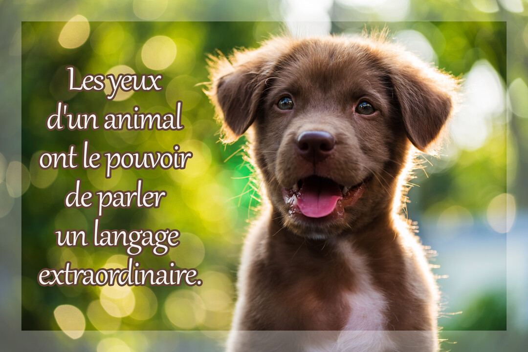 Un jeune chiot marron au poil doux est photographié en gros plan, avec un regard attendrissant et un fond vert naturel et flou.