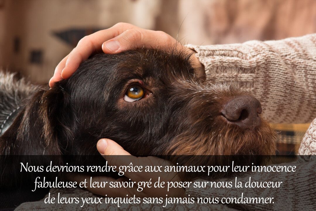 Gros plan sur la tête d'un chien de chasse au pelage brun, dont les yeux ambrés fixent l'objectif, tandis qu'une main le caresse.