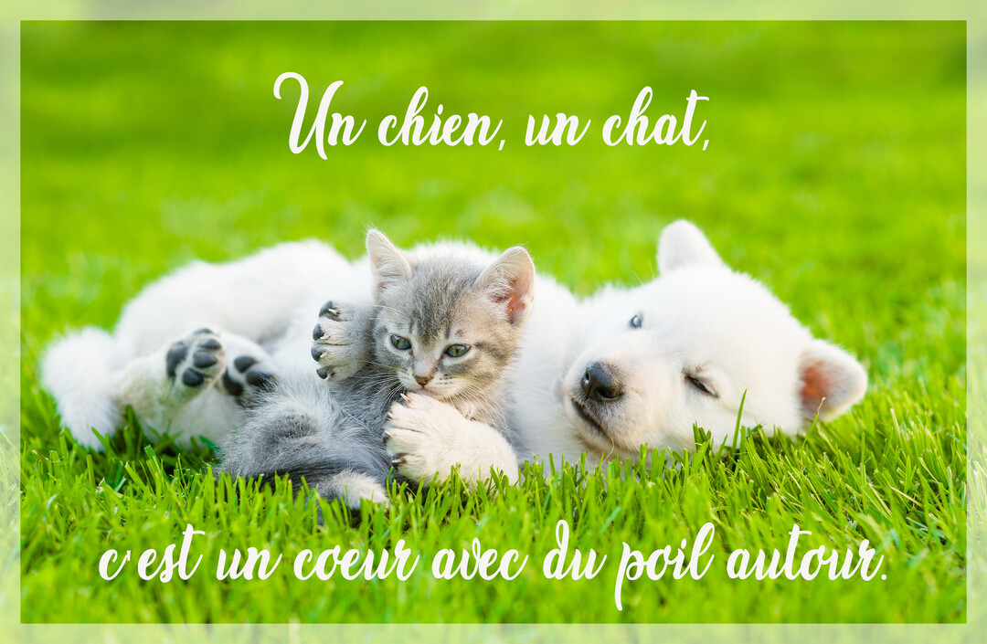 Un jeune chiot blanc et un petit chaton gris sont tendrement enlacés, couchés sur une pelouse d'un vert éclatant sous une lumière douce.