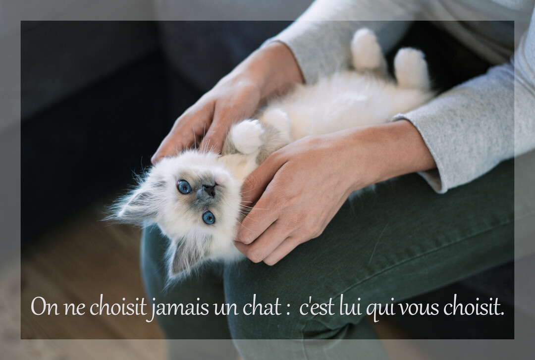 Un petit chaton blanc aux yeux bleus, allongé sur le dos, est tendrement tenu par deux mains sur les genoux d'une personne.