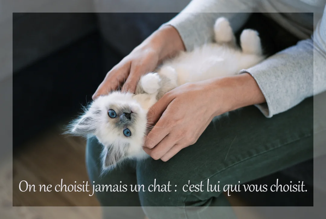 Un petit chaton blanc aux yeux bleus, allongé sur le dos, est tendrement tenu par deux mains sur les genoux d'une personne.