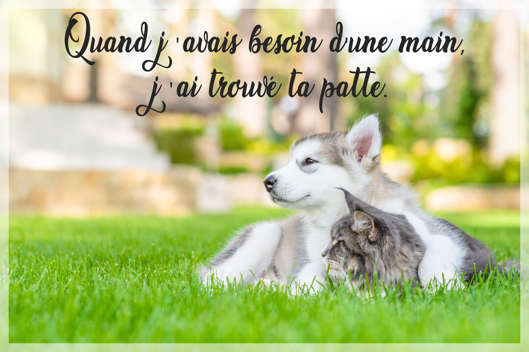 Un chiot de type Malamute et un chat gris sont couchés ensemble sur une pelouse verte, le chiot posant sa patte sur le chat.