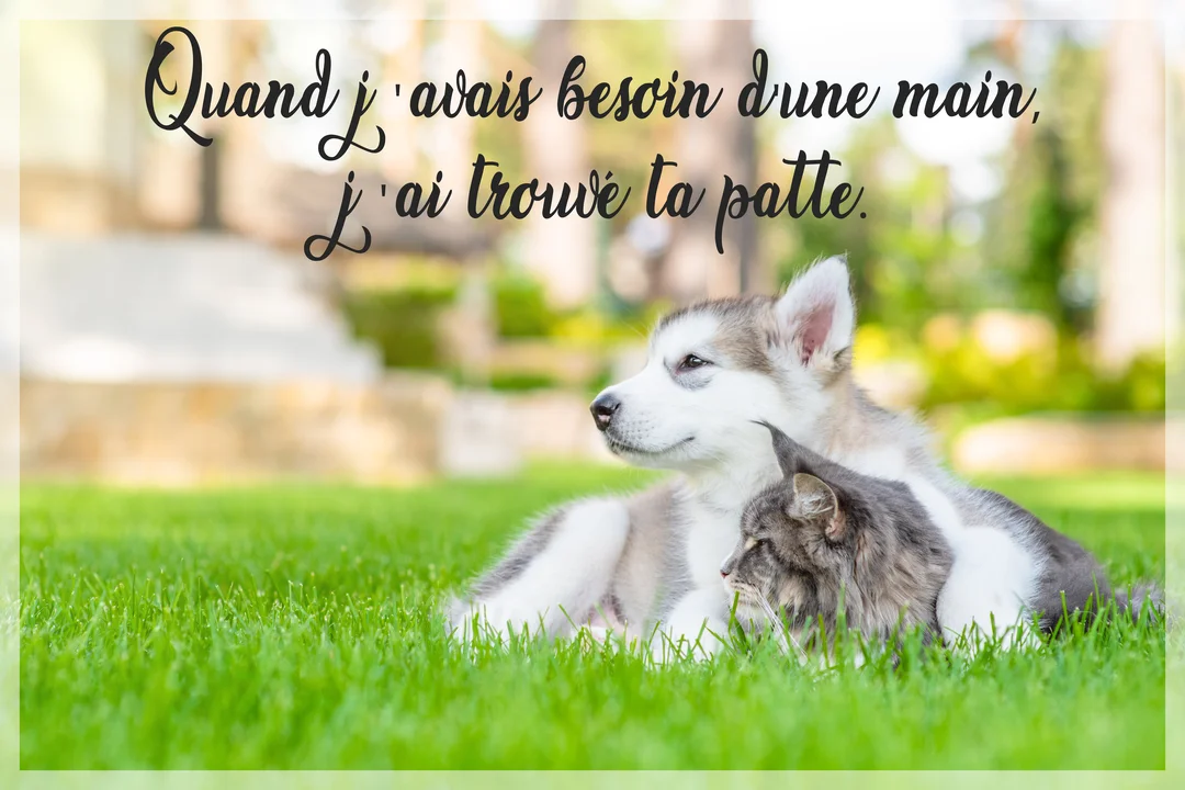 Un chiot de type Malamute et un chat gris sont couchés ensemble sur une pelouse verte, le chiot posant sa patte sur le chat.