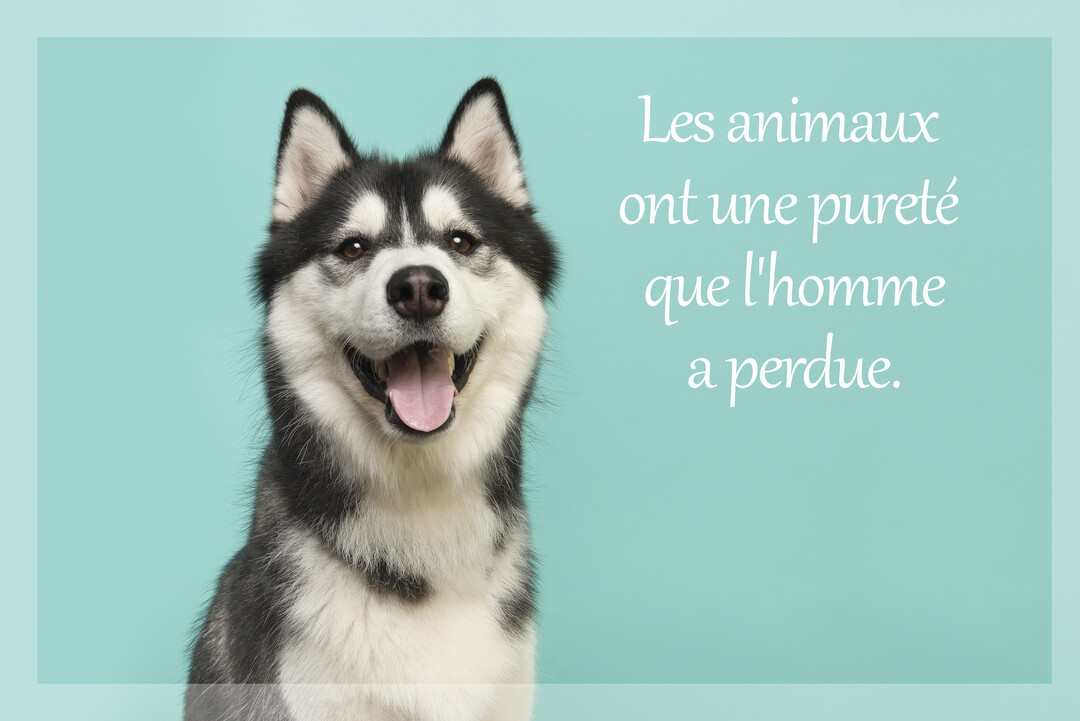 Un chien de type husky, noir et blanc, sourit joyeusement avec la langue sortie, sur un fond uni de couleur bleu-vert clair.