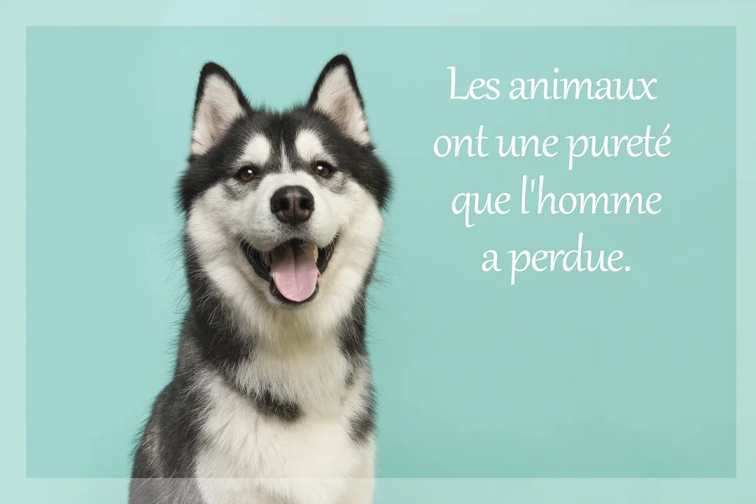 Un chien de type husky, noir et blanc, sourit joyeusement avec la langue sortie, sur un fond uni de couleur bleu-vert clair.