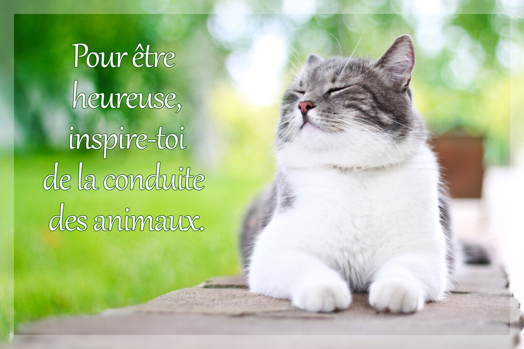 Un chat gris et blanc est allongé sur un muret en pierre, les yeux clos dans une expression de pur bonheur, sur un fond de verdure.