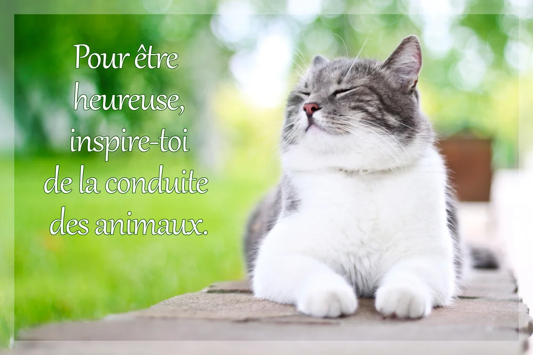 Un chat gris et blanc est allongé sur un muret en pierre, les yeux clos dans une expression de pur bonheur, sur un fond de verdure.