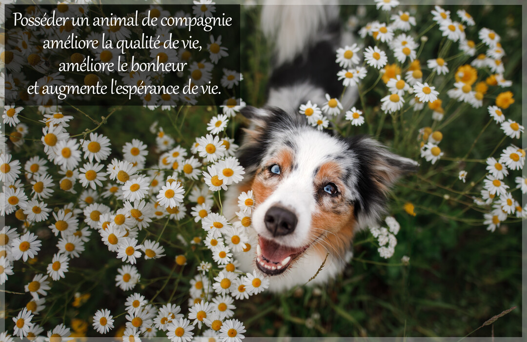Vue plongeante d'un chien berger australien aux yeux vairons, la gueule ouverte et l'air heureux, assis dans un parterre de marguerites.