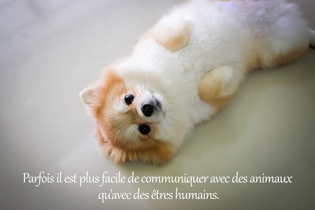 Un petit chien duveteux de couleur blanche et rousse est allongé sur le dos sur un sol clair, regardant droit vers le haut.