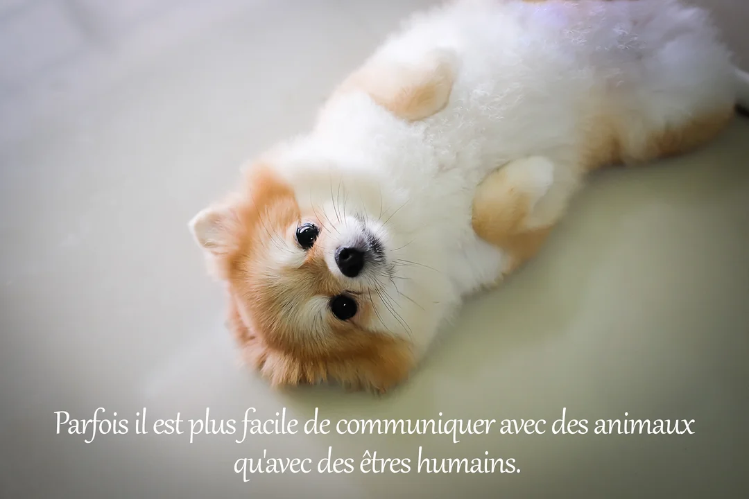 Un petit chien duveteux de couleur blanche et rousse est allongé sur le dos sur un sol clair, regardant droit vers le haut.