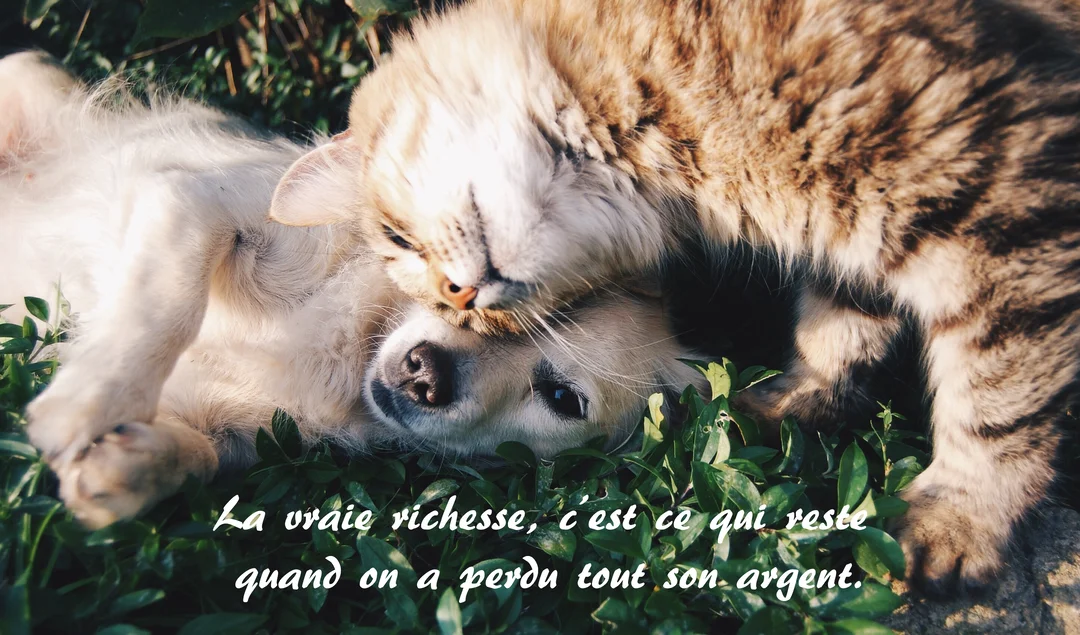 Un chat tigré et un petit chien blanc se blottissent affectueusement l'un contre l'autre dans un parterre de feuilles vertes, sous une lumière douce.