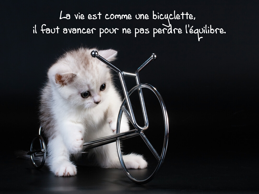 Un petit chaton duveteux, blanc et gris, pose sa patte sur une bicyclette stylisée en métal, le tout sur un fond entièrement noir.