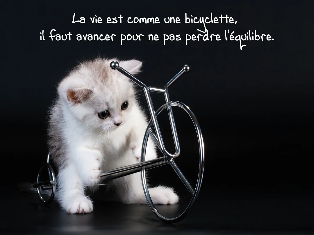 Un petit chaton duveteux, blanc et gris, pose sa patte sur une bicyclette stylisée en métal, le tout sur un fond entièrement noir.