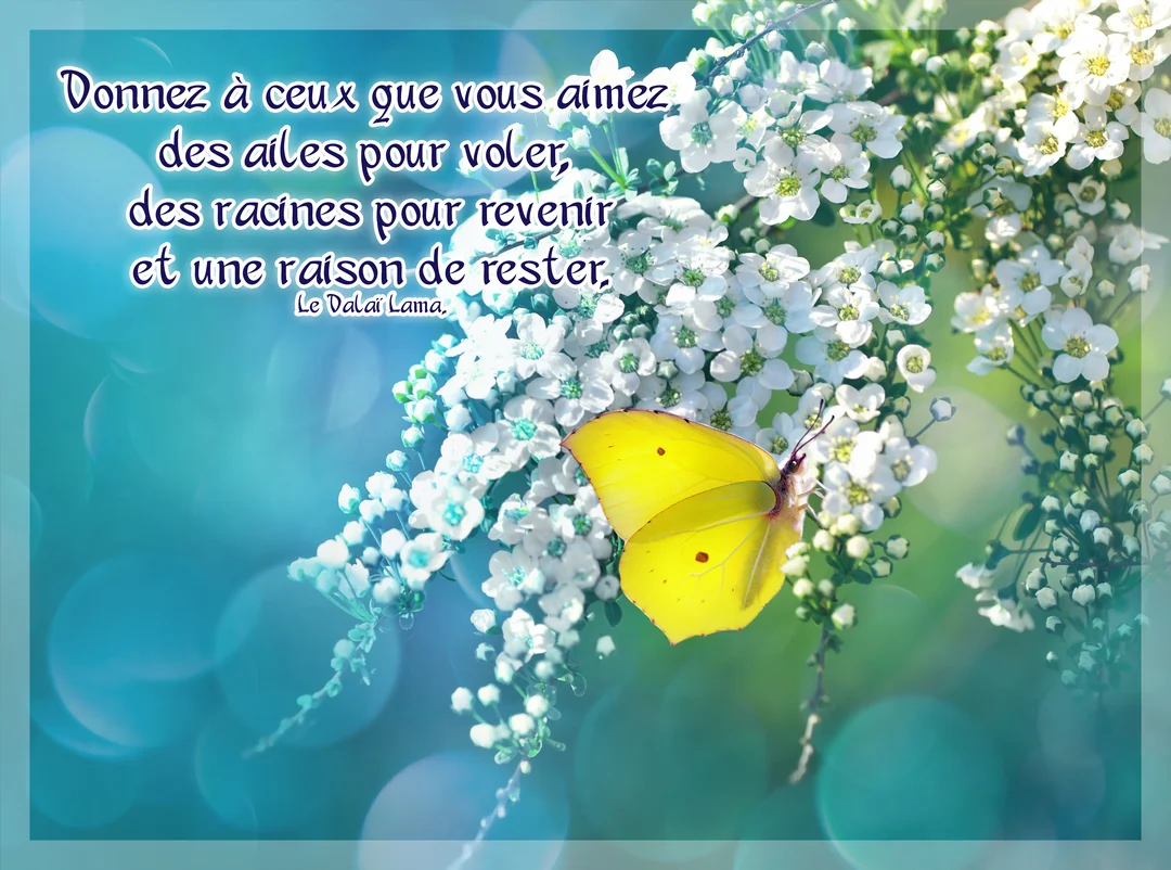 Un papillon citron aux ailes jaunes est posé sur une branche de fleurs de spirée blanches, sur un fond bleu turquoise vaporeux.