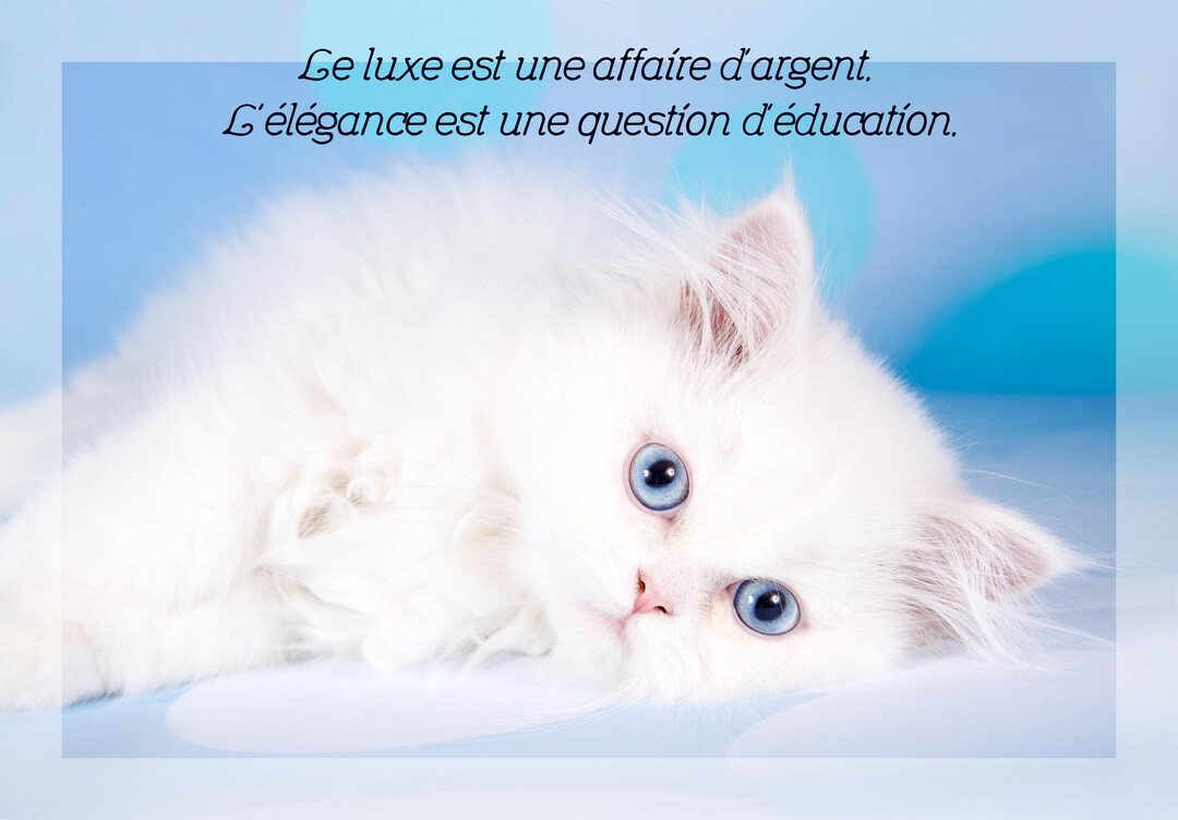Un jeune chat persan blanc aux yeux d'un bleu intense est allongé de tout son long sur un fond bleu clair et doux.