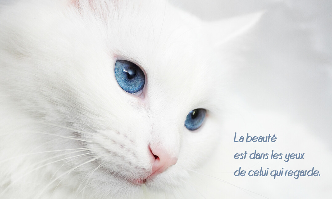Gros plan sur le visage d'un chat blanc au poil long et aux yeux bleus perçants, sur un fond blanc épuré.