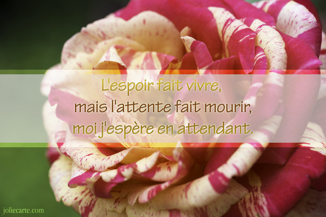 Gros plan sur une rose épanouie aux pétales panachés de rose fuchsia et de blanc crème, avec un texte de citation superposé.