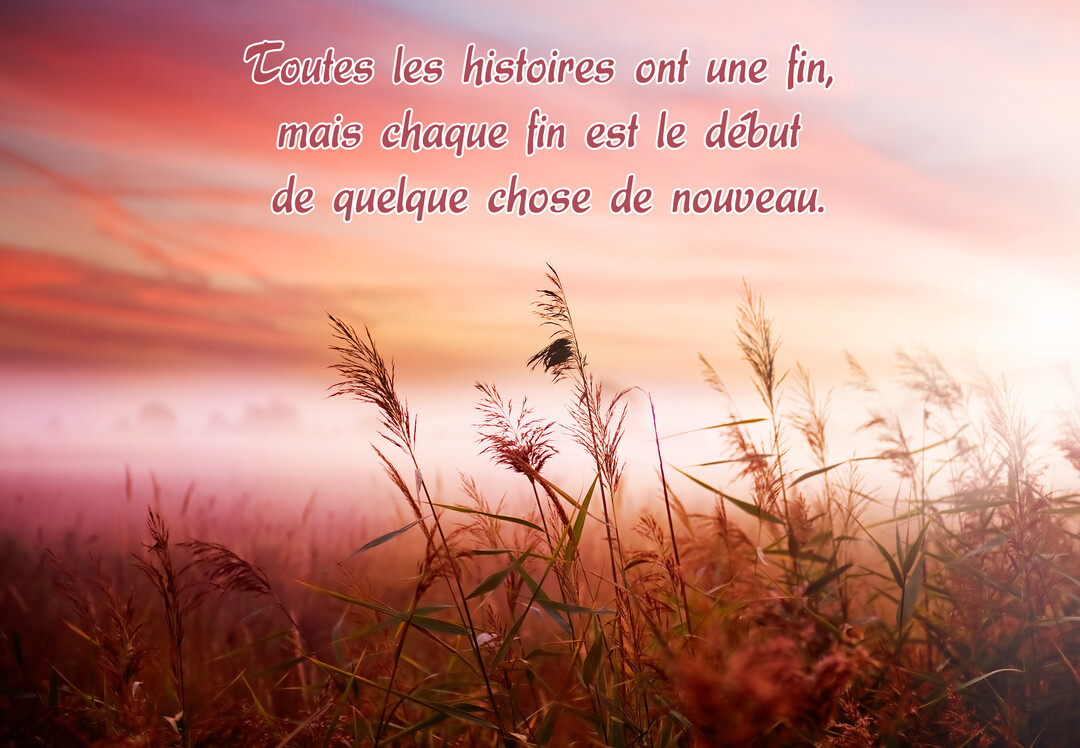 Un champ de hautes herbes sèches et de roseaux se détache sur un ciel brumeux aux couleurs chaudes d'un lever de soleil.