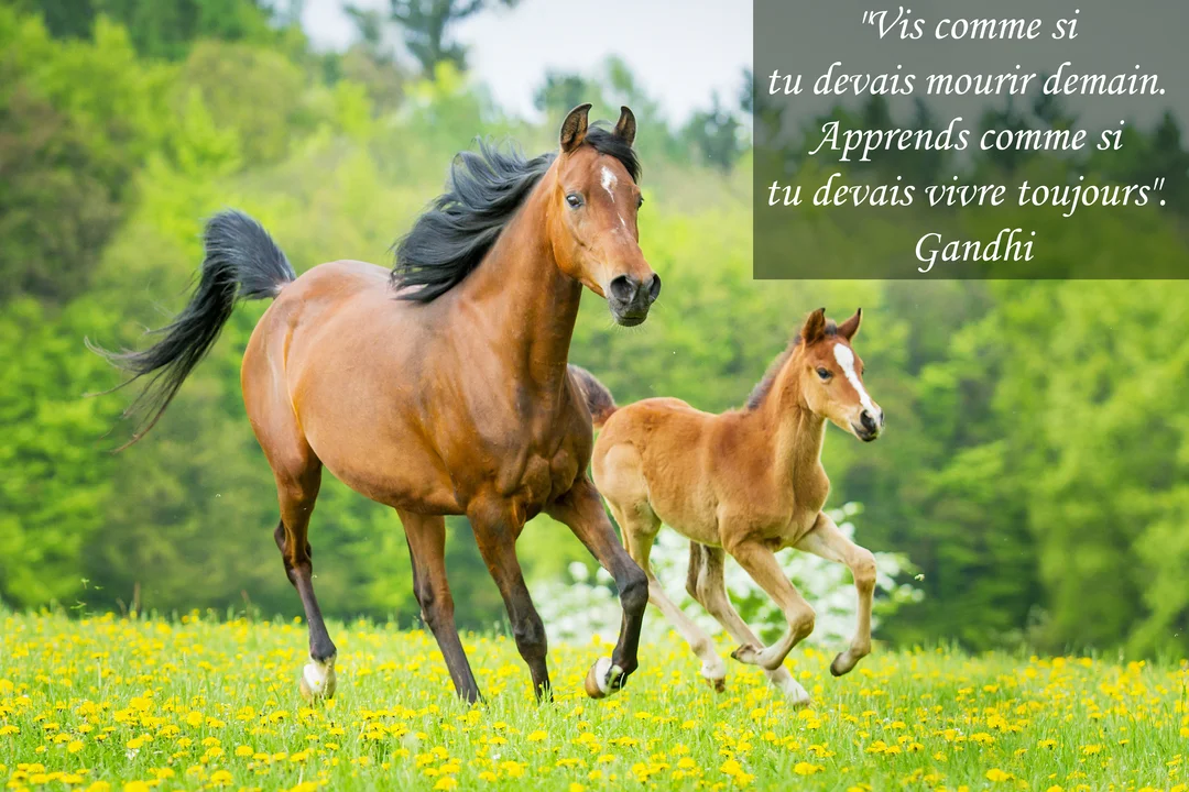 Une jument alezane et son jeune poulain galopent côte à côte dans une prairie verdoyante, parsemée de fleurs jaunes, avec une forêt en arrière-plan.
