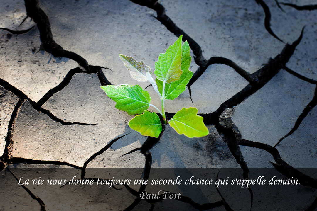 Vue en gros plan d'une petite plante verte avec quelques feuilles, poussant courageusement à travers de profondes fissures dans un sol aride et gris.