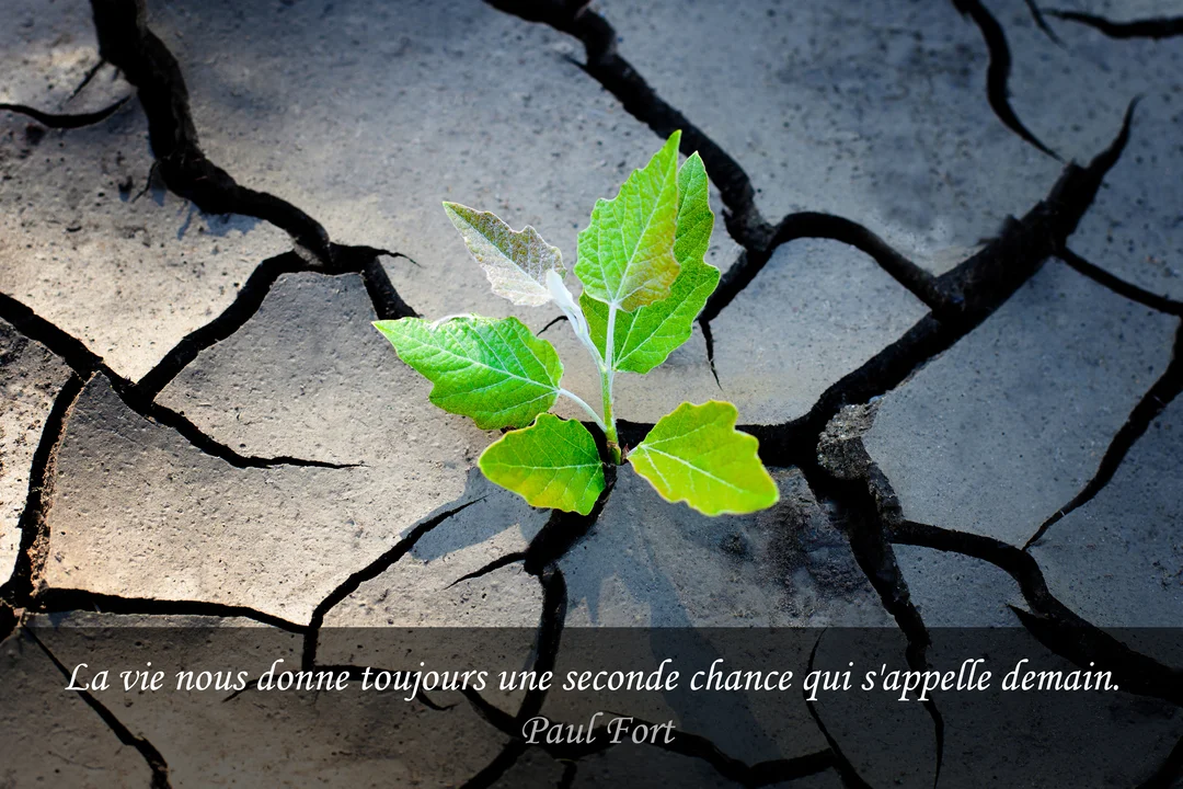 Vue en gros plan d'une petite plante verte avec quelques feuilles, poussant courageusement à travers de profondes fissures dans un sol aride et gris.