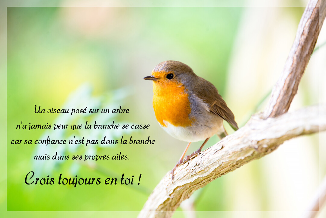 Un rouge-gorge au plastron orange vif est perché sur une branche d'arbre, regardant vers la droite, sur un arrière-plan naturel vert et lumineux.