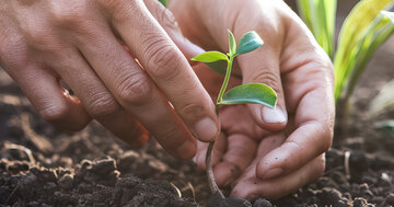 Aperçu de la carte : Plante aujourd'hui ta joie de demain