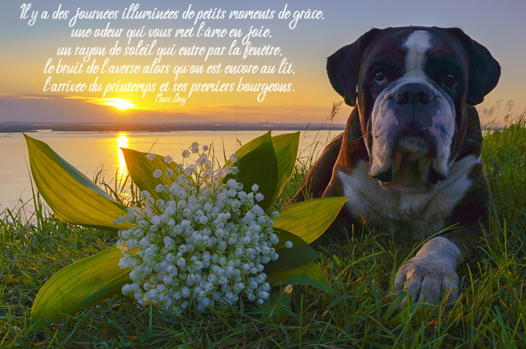 Un chien boxer bringé est allongé dans l'herbe près d'un bouquet de muguet, avec un lac et un soleil couchant en arrière-plan.
