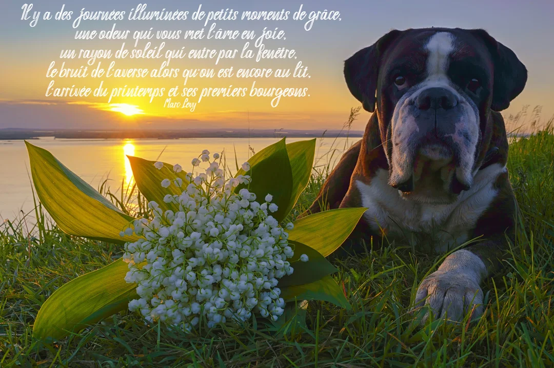 Un chien boxer bringé est allongé dans l'herbe près d'un bouquet de muguet, avec un lac et un soleil couchant en arrière-plan.