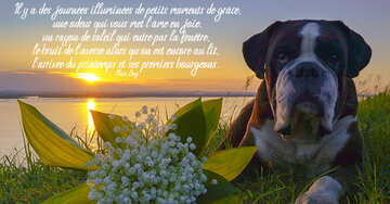 Aperçu de la carte : « Il y a des journées illuminées de petits moments de grâce, comme l'arrivée du printemps... »