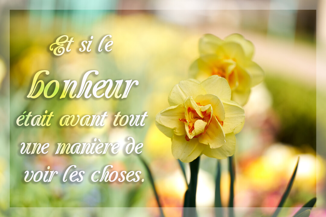 Photographie de narcisses jaunes en gros plan, avec une citation sur le bonheur superposée à gauche sur un fond de jardin verdoyant et ensoleillé.