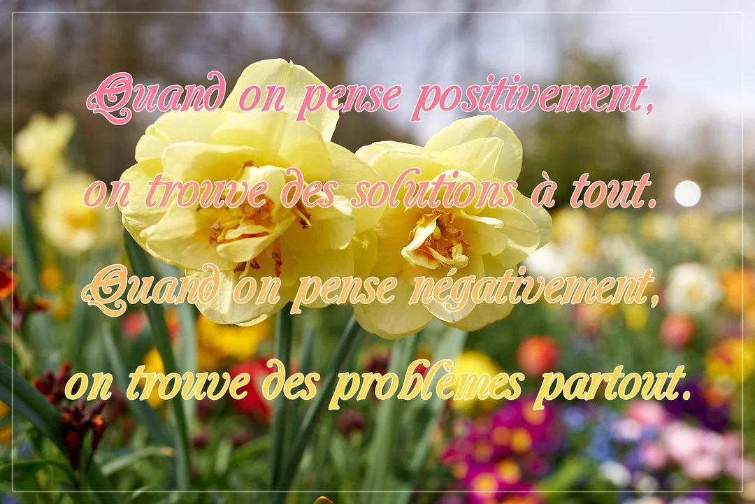 Deux jonquilles jaunes épanouies au premier plan, sur un fond de parterre de fleurs multicolores et floues, illustrant une citation sur la pensée positive.
