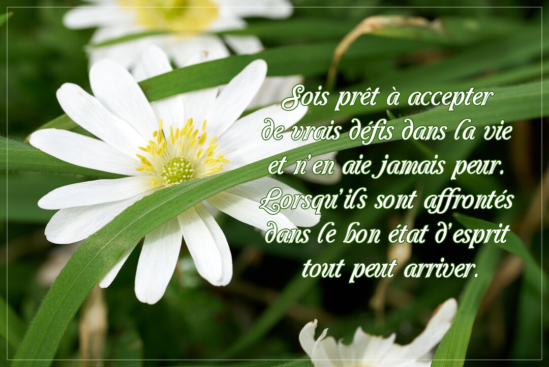 Gros plan sur une anémone blanche au cœur jaune, entourée de brins d'herbe verte, avec une citation inspirante superposée sur le visuel.