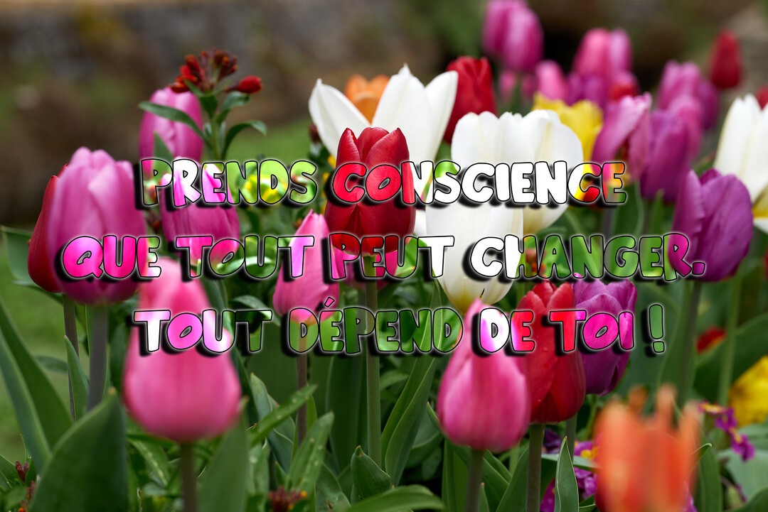 Une citation de motivation est superposée sur une photographie d'un champ de tulipes colorées aux tons rose, rouge, blanc et violet.