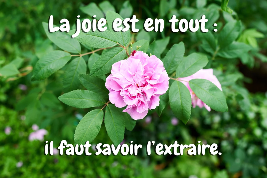 Une photographie d'une rose rose épanouie, entourée de feuillage vert, avec une citation inspirante sur la joie superposée sur la carte.