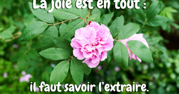 Aperçu de la carte : La joie est en tout : il faut savoir l'extraire.