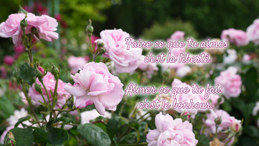 Une photographie de rosiers en pleine floraison, avec des fleurs roses délicates, sur laquelle est superposée une citation inspirante sur le bonheur.