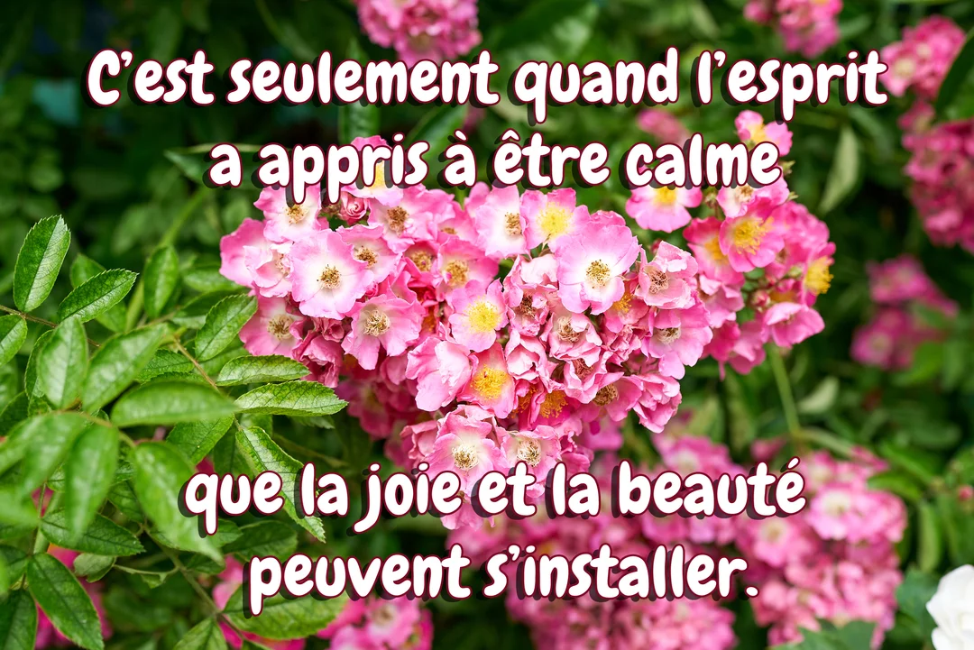Sur un fond de feuillage vert, un amas de petites roses roses au cœur jaune est agencé en forme de cœur, superposé d'un texte.