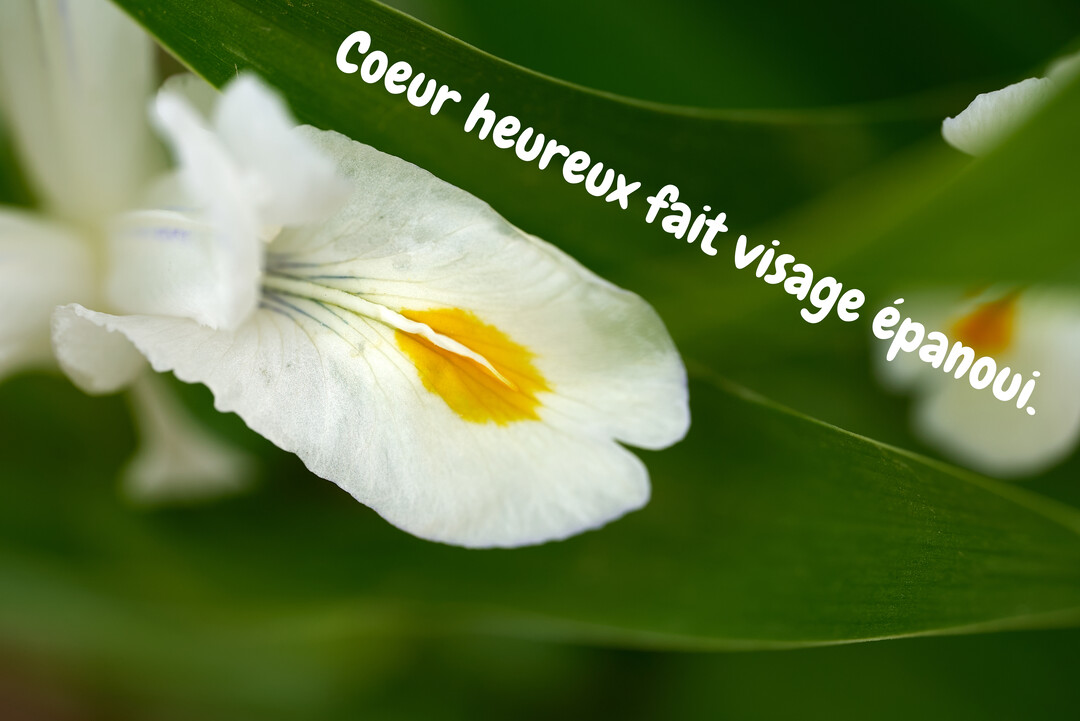 Gros plan sur un pétale de fleur d'iris blanc et jaune, posé sur des feuilles vertes luxuriantes, portant une citation inspirante.