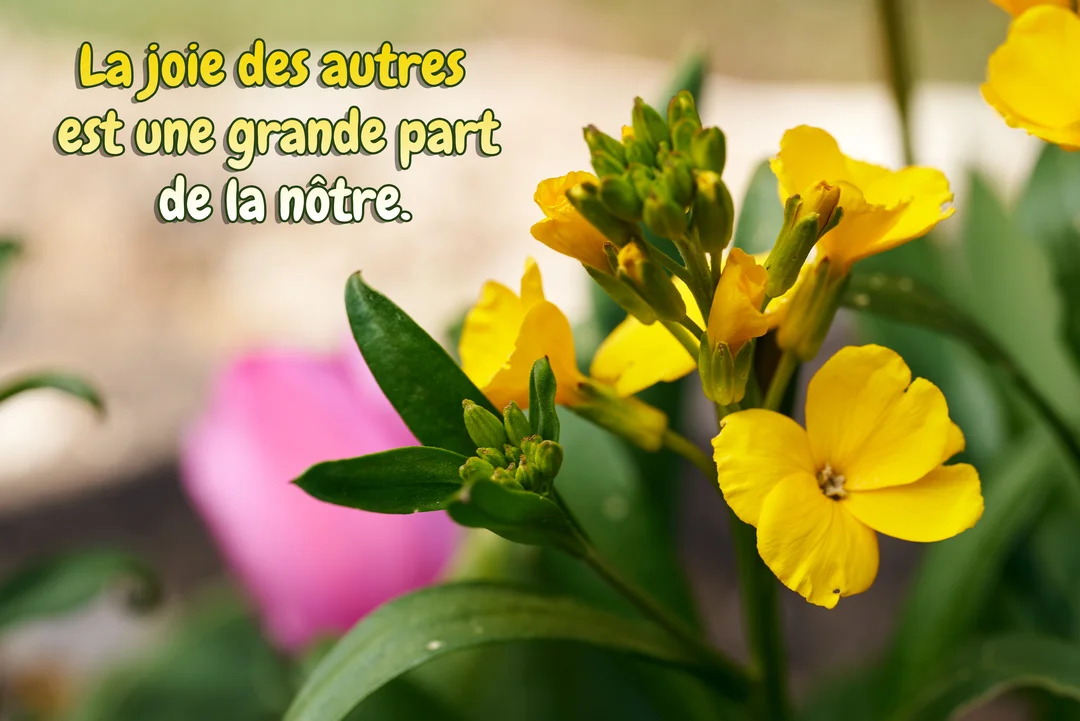 Gros plan sur des fleurs de giroflée jaune vif, avec en arrière-plan une tulipe rose floue et la citation en surimpression.