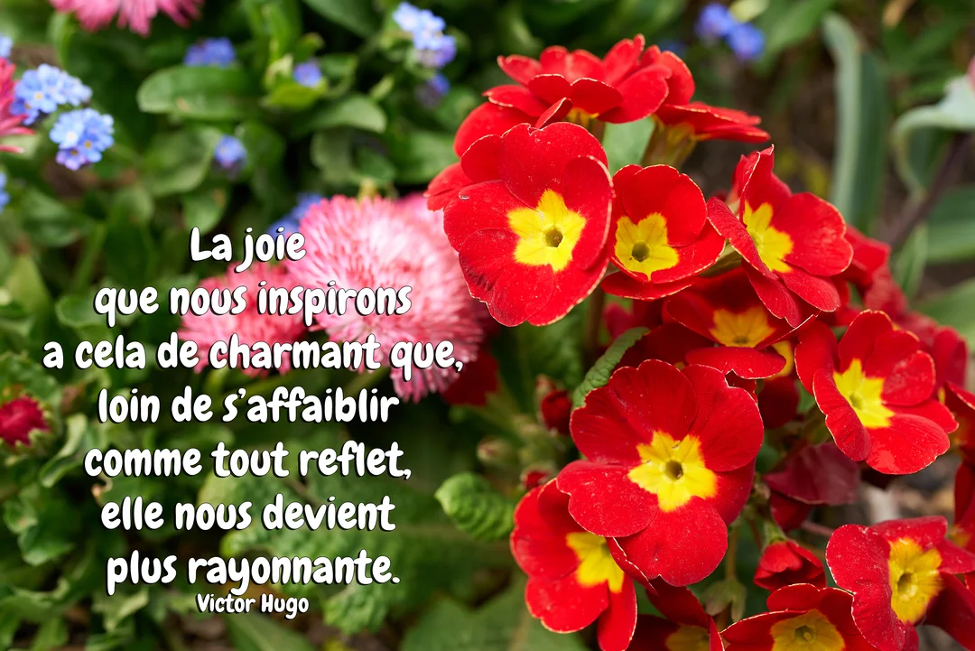 Une citation de Victor Hugo sur la joie est écrite en blanc sur une photographie de fleurs printanières, incluant des primevères rouges et jaunes.