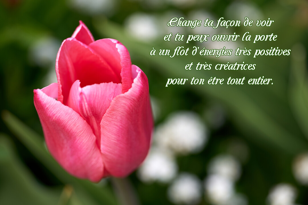 Une tulipe rose aux pétales délicats s'ouvre doucement, photographiée en gros plan sur un fond vert et blanc flouté et lumineux.