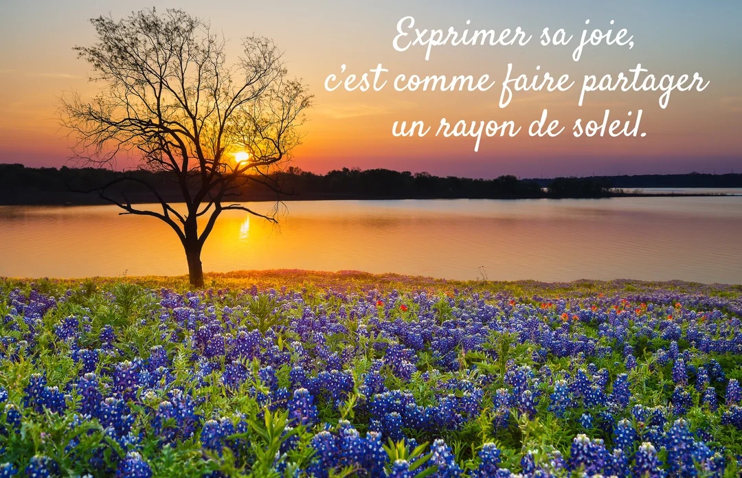 Un arbre se découpe en silhouette sur un coucher de soleil orangé qui se reflète dans un lac, devant un champ de fleurs bleues.