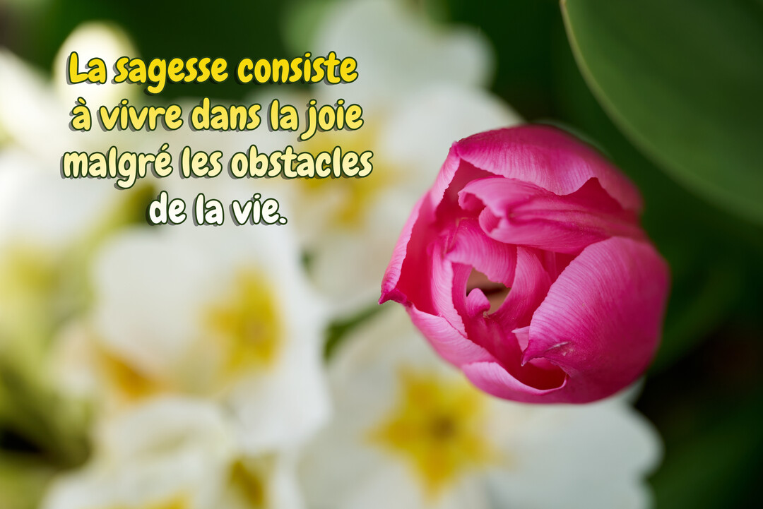 Gros plan sur un bouton de tulipe rose vif, avec en arrière-plan flou des fleurs blanches et jaunes et une citation sur la sagesse.