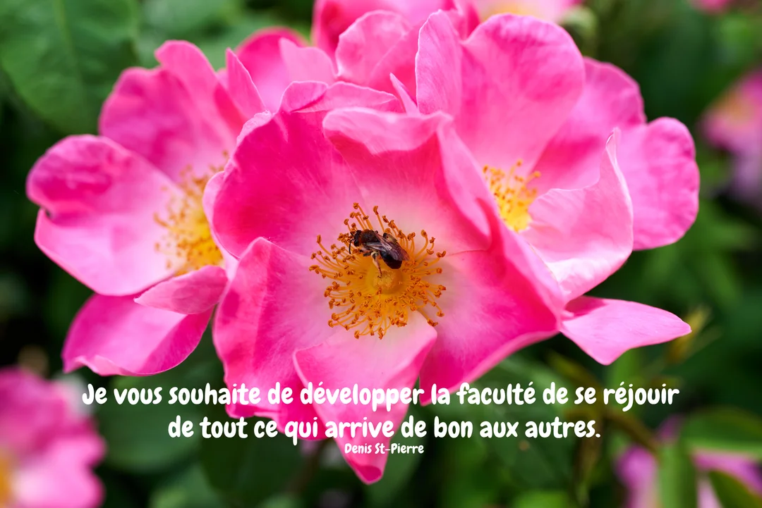 En gros plan, une abeille se pose au cœur d'une fleur de rosier sauvage rose, aux étamines jaunes, sur un fond de feuillage vert.
