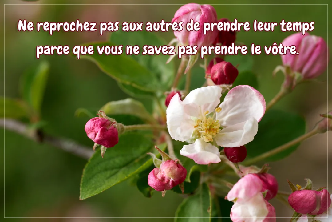 Une branche de pommier avec une fleur blanche éclose et des bourgeons floraux roses, sur un fond de feuillage vert et flou.