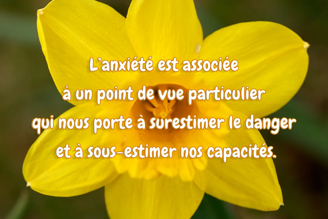 Une citation sur la psychologie de l'anxiété est superposée sur la photographie en gros plan d'une jonquille jaune vive et épanouie.
