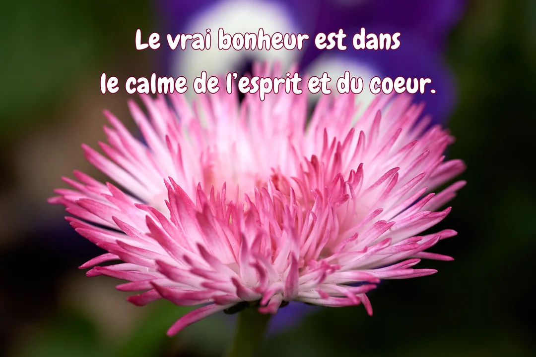 Gros plan sur une fleur rose et blanche aux multiples pétales fins, avec une citation sur le bonheur superposée sur un fond végétal flou.