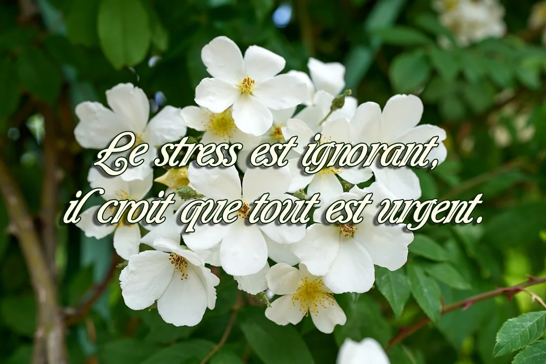 Une citation sur le stress est superposée à une photographie en gros plan de délicates fleurs blanches aux cœurs jaunes, entourées de feuillage vert.